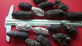 Large Barn Owl Pellets Pack Of 5 (2+ Inches)